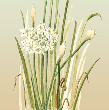 Garlic Chives - Eden Seeds