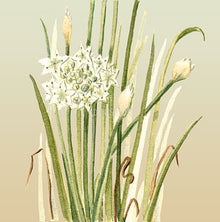 Garlic Chives - Eden Seeds