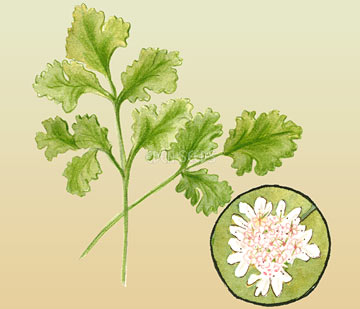 Coriander Cilantro - Eden Seeds
