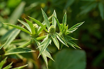 Coriander Culantro - Eden Seeds
