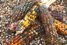 Corn Glass Gem - Eden Seeds
