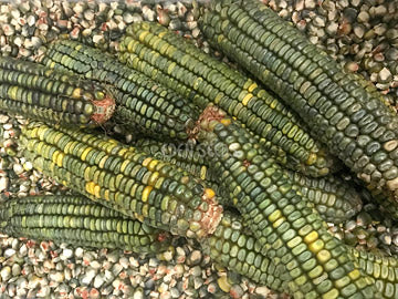 Corn Oaxacan Green - Eden Seeds