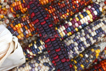 Corn Painted Mountain - Eden Seeds