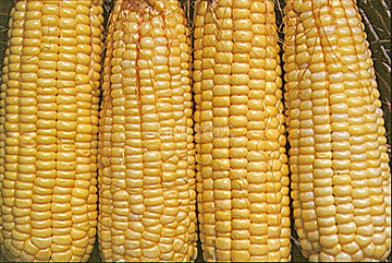 Corn Sweet Balinese - Eden Seeds