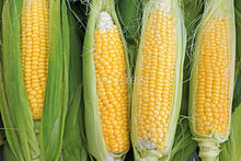 Corn Sweet True Gold - Eden Seeds
