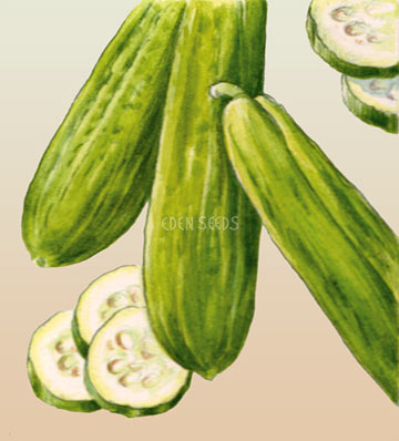 Cucumber Muncher Burpless - Eden Seeds