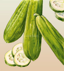 Cucumber Muncher Burpless - Eden Seeds