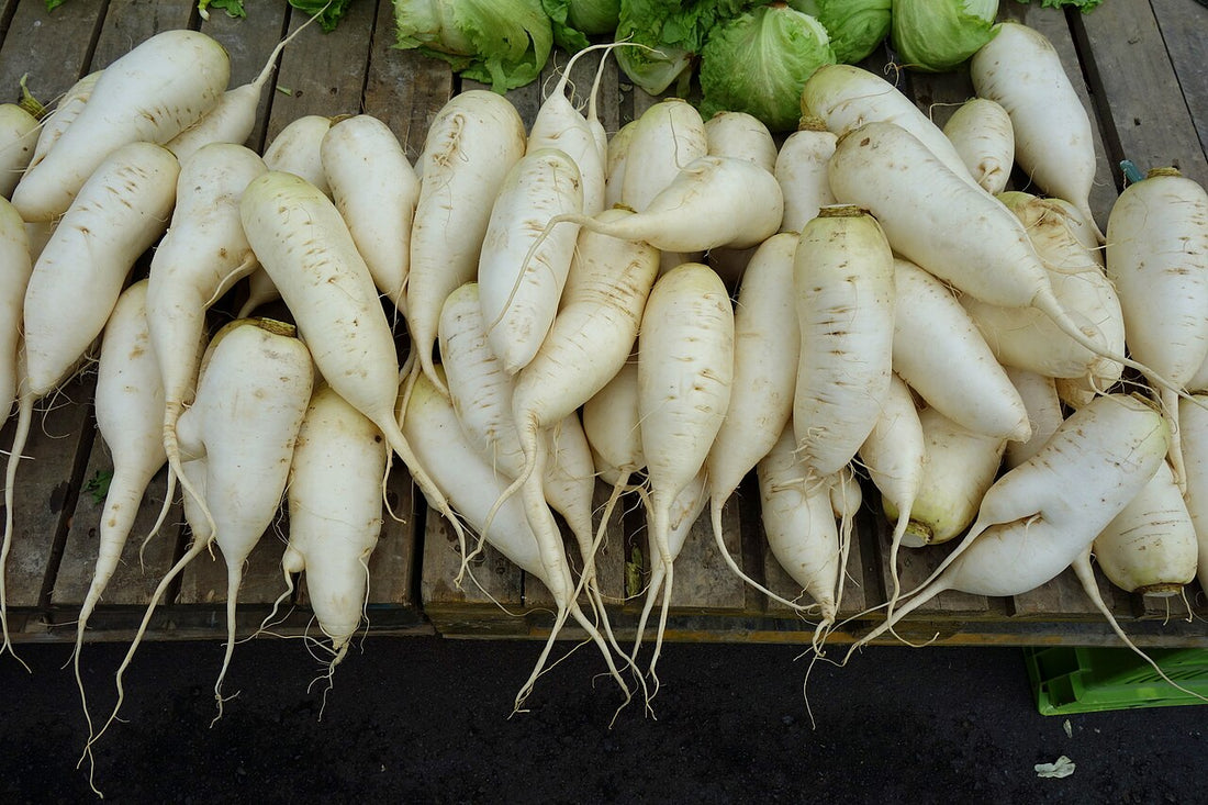 Daikon radish; representative crop photograph by Daderot.