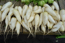 Daikon radish; representative crop photograph by Daderot.