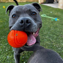 Happy Staffy Co Duraball 3