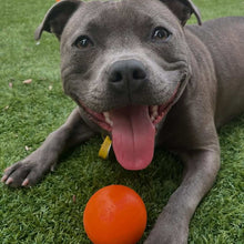 Happy Staffy Co Duraball 4