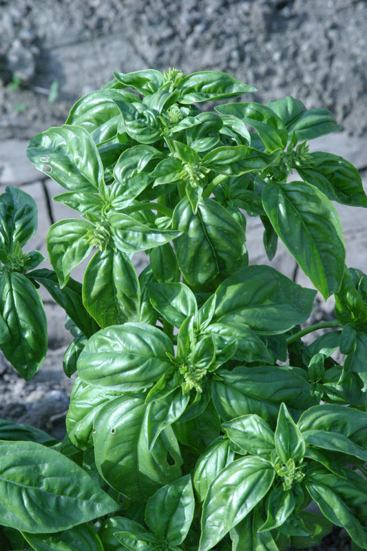 Basil – Genovese (Italian Large Leaf) – Select Organic — Eden Seeds supplier photograph