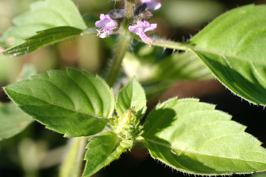 Basil – Holy – Green (Tulsi) – Eden Seeds — Eden Seeds supplier photograph