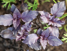 Basil – Red Rubin – Select Organic — Eden Seeds supplier photograph