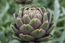 Artichoke – Imperial Star – Select Organic — Eden Seeds supplier photograph