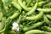Pea – Sugarsnap – Bush Type – Eden Seeds — Eden Seeds supplier photograph