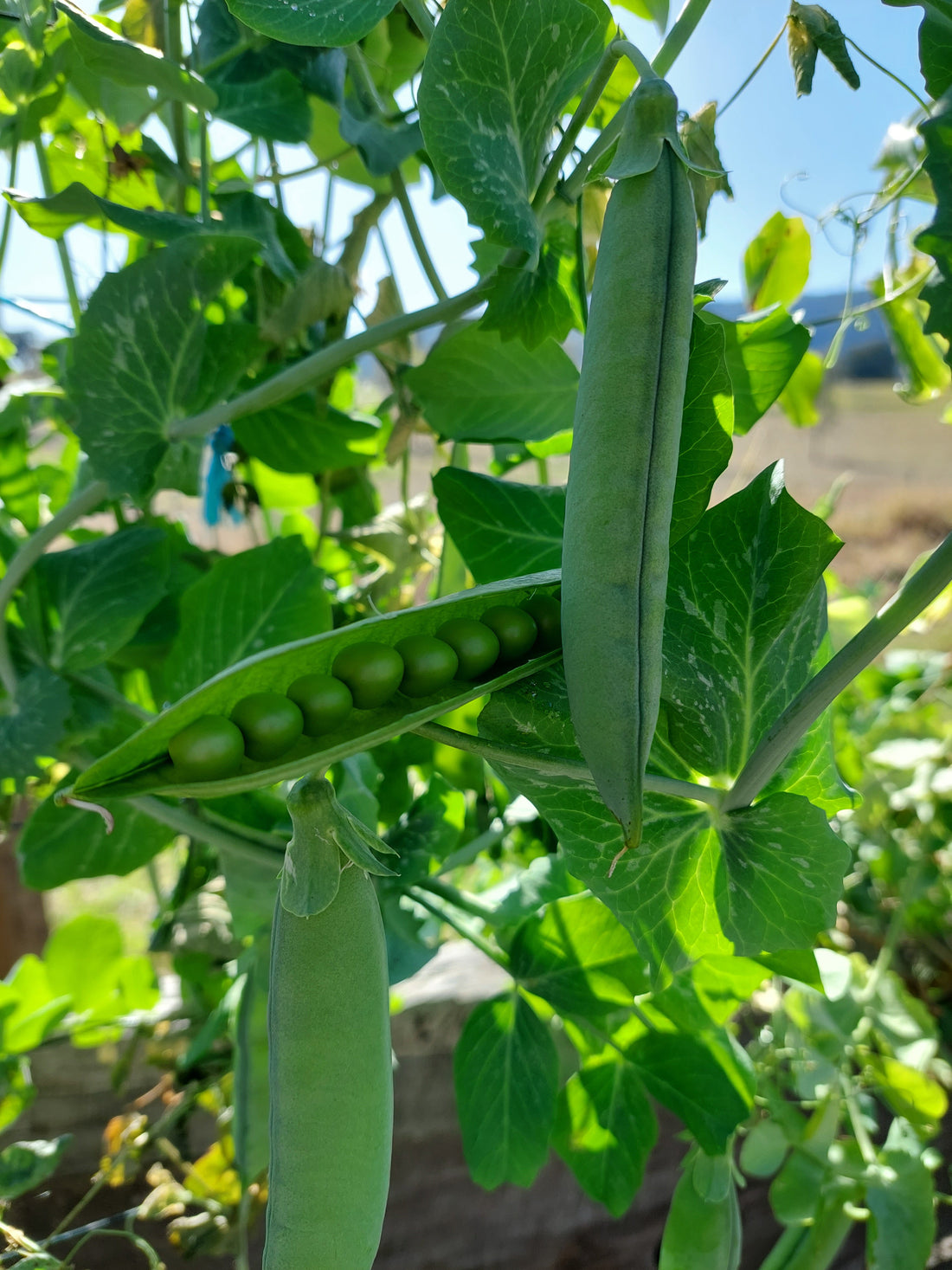 Pea – Telephone (Alderman) – Eden Seeds — Eden Seeds supplier photograph