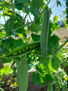 Pea – Telephone (Alderman) – Eden Seeds — Eden Seeds supplier photograph