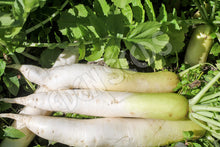 Radish – Daikon – Select Organic — Eden Seeds supplier photograph