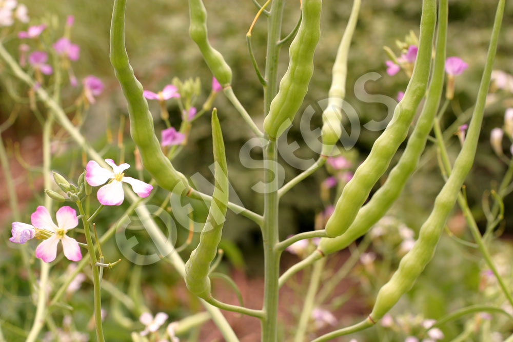 Radish – Rat-Tailed – Eden Seeds — Eden Seeds supplier photograph