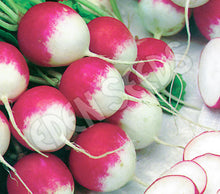 Radish – Sparkler – Eden Seeds — Eden Seeds supplier photograph