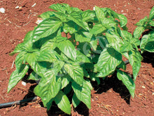 Basil – Sweet – Select Organic — Eden Seeds supplier photograph
