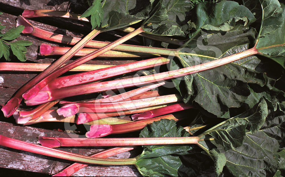 Rhubarb – Glaskins Perpetual – Eden Seeds — Eden Seeds supplier photograph