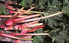 Rhubarb – Glaskins Perpetual – Eden Seeds — Eden Seeds supplier photograph