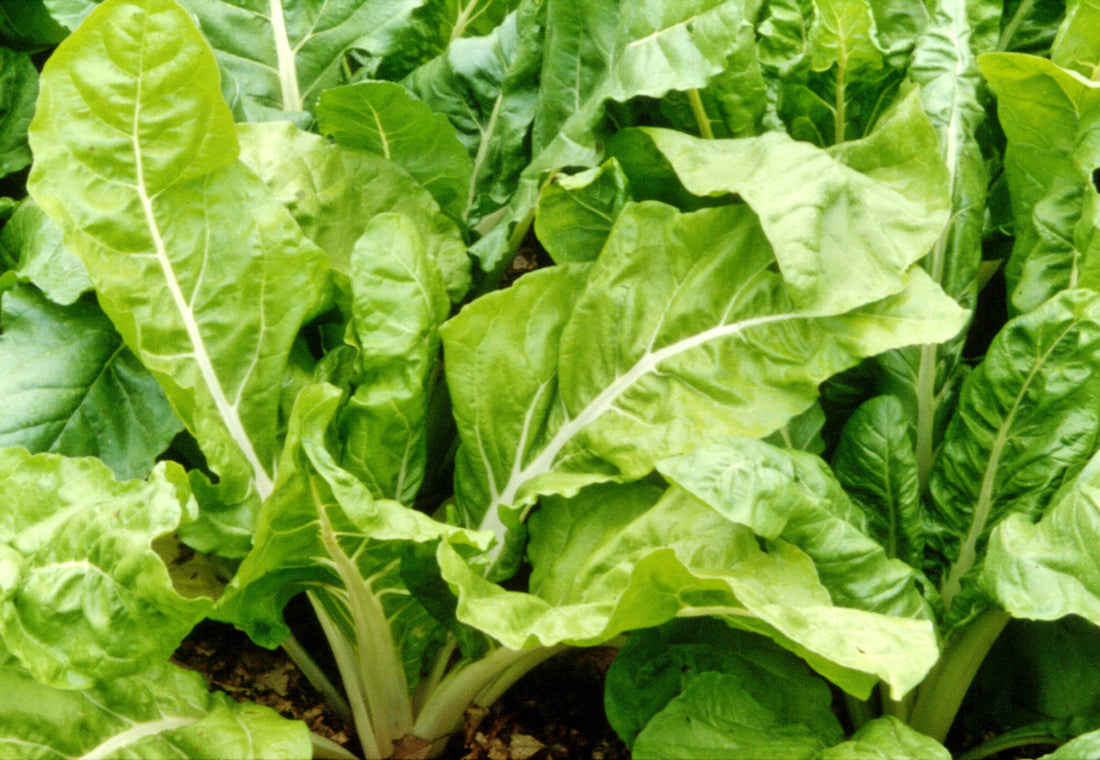 Silverbeet – Lucullus – Select Organic — Eden Seeds supplier photograph