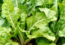 Silverbeet – Lucullus – Select Organic — Eden Seeds supplier photograph