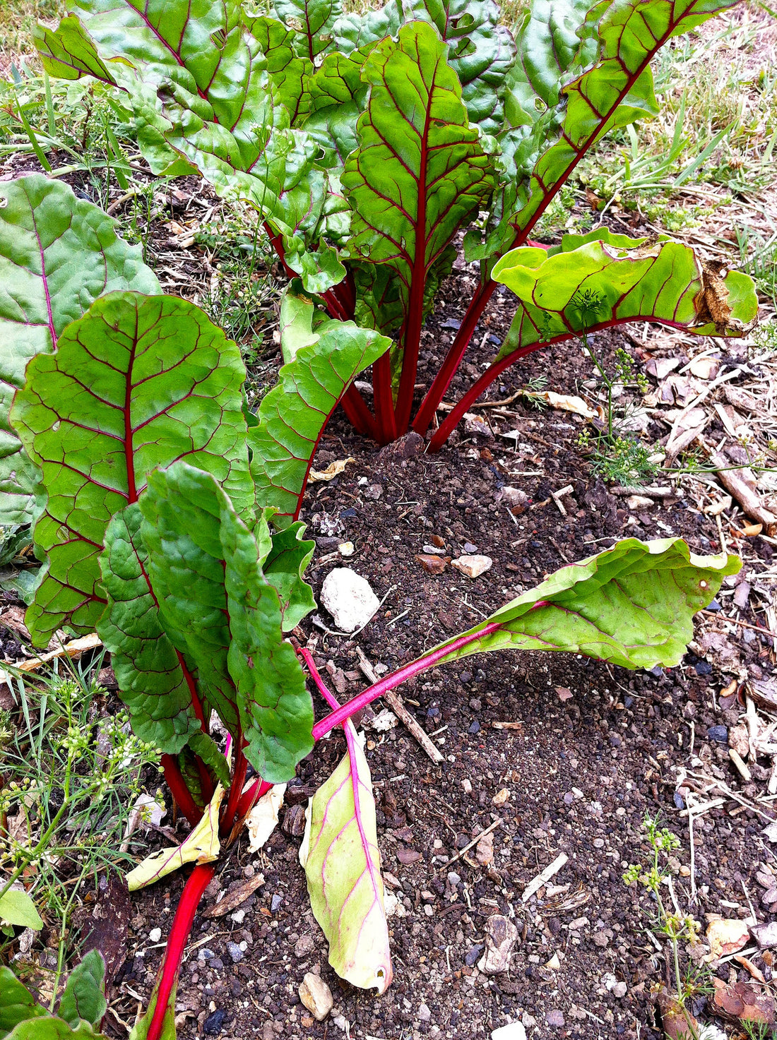 Silverbeet – Ruby Red Chard – Select Organic — Eden Seeds supplier photograph