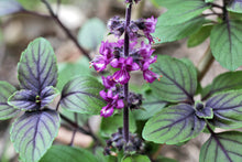 Basil – Thai, Siam Queen – Eden Seeds — Eden Seeds supplier photograph