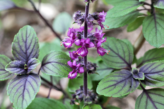 Basil – Thai, Siam Queen – Eden Seeds — Eden Seeds supplier photograph
