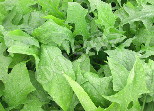 Spinach – Galilee – Select Organic — Eden Seeds supplier photograph