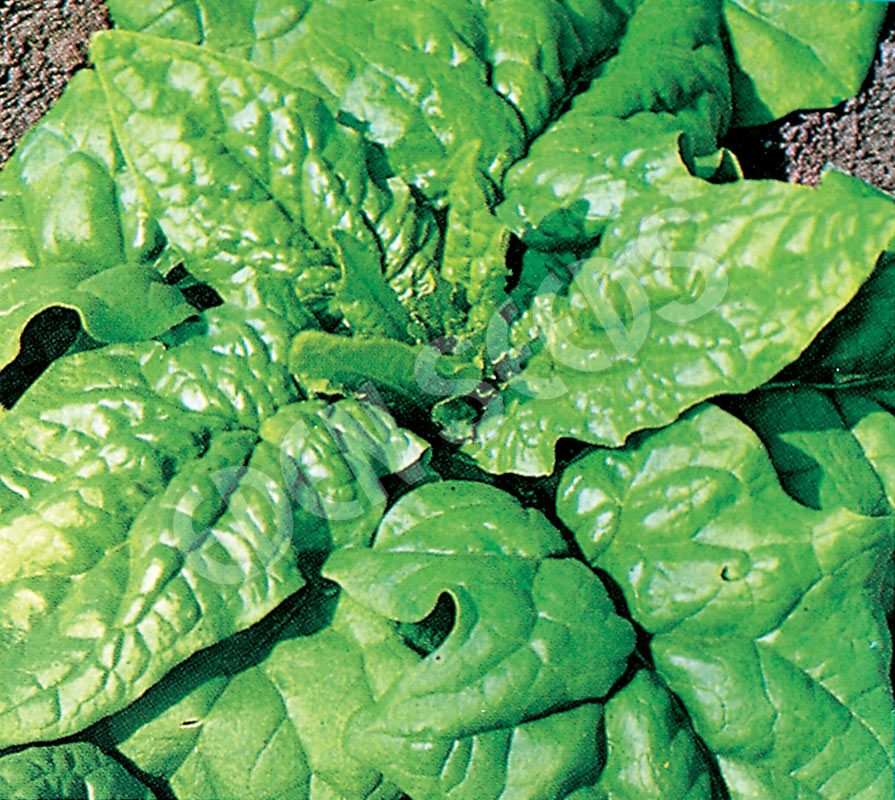 Spinach – Matador – Select Organic — Eden Seeds supplier photograph