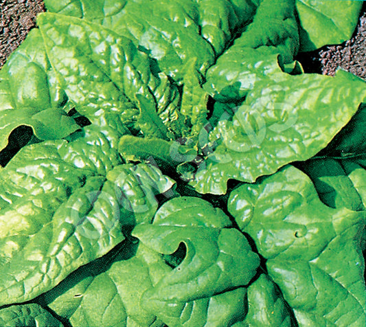 Spinach – Matador – Select Organic — Eden Seeds supplier photograph