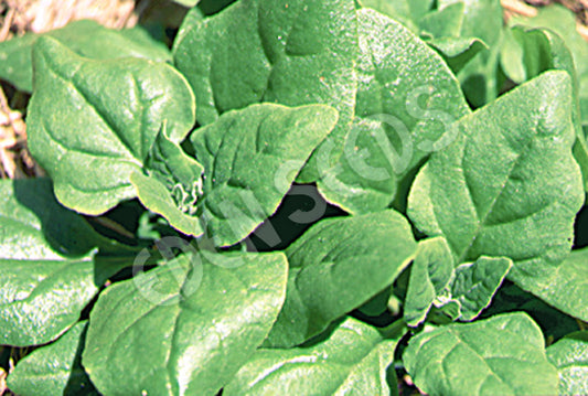 Spinach – New Zealand (Warragul Greens) – Eden Seeds — Eden Seeds supplier photograph