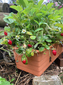 Strawberry – Rujana (Wild Strawberry) – Eden Seeds — Eden Seeds supplier photograph