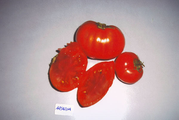 Tomato – Arcadia – Eden Seeds — Eden Seeds supplier photograph