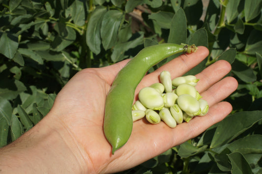 Bean, Broad – Aquadulce Long Pod – Eden Seeds — Eden Seeds supplier photograph