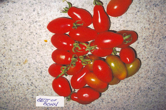 Tomato – Best Of Bonn – Eden Seeds — Eden Seeds supplier photograph