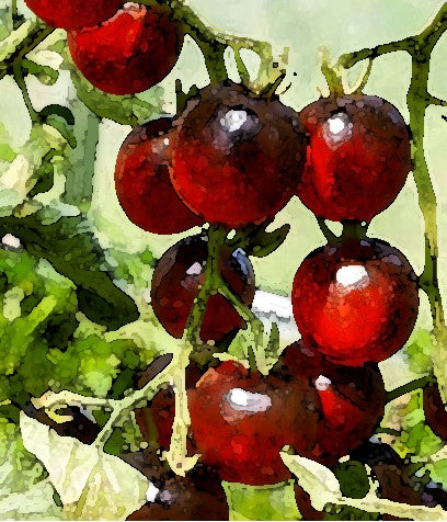 Tomato – Black Cherry – Select Organic — Eden Seeds supplier photograph