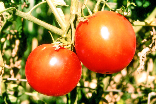 Tomato – Break O' Day – Eden Seeds — Eden Seeds supplier photograph