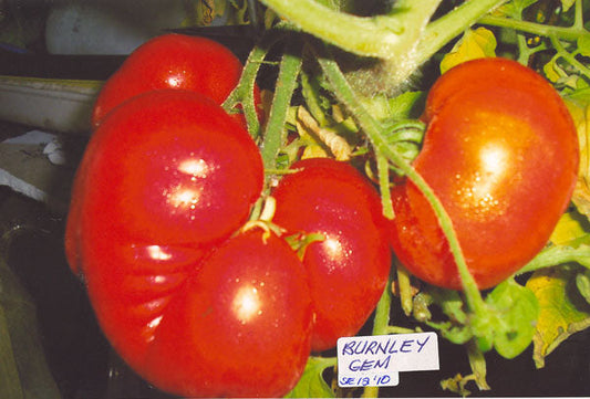 Tomato – Burnley Gem – Eden Seeds — Eden Seeds supplier photograph