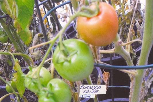 Tomato – Burwood Prize – Eden Seeds — Eden Seeds supplier photograph