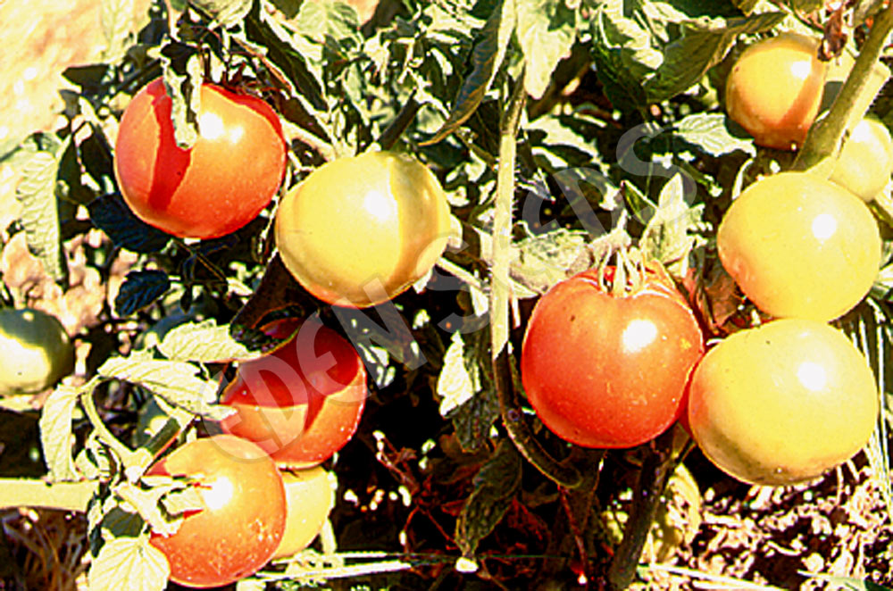 Tomato – Campbell 33 (Mighty Red) – Eden Seeds — Eden Seeds supplier photograph