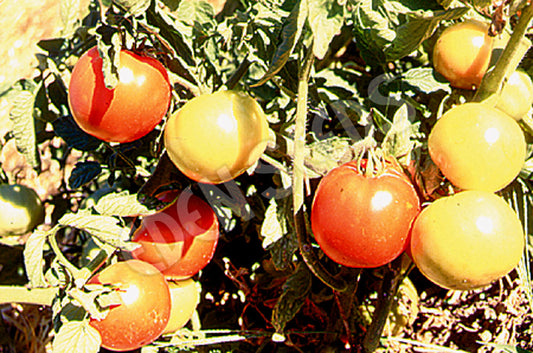Tomato – Campbell 33 (Mighty Red) – Eden Seeds — Eden Seeds supplier photograph