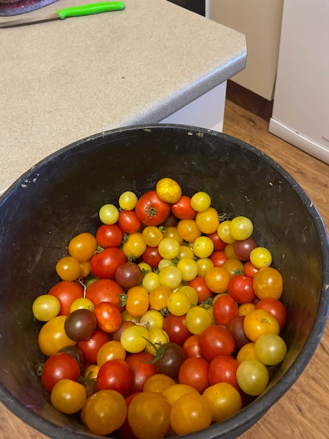 Tomato – Cherry Mix – Eden Seeds — Eden Seeds supplier photograph