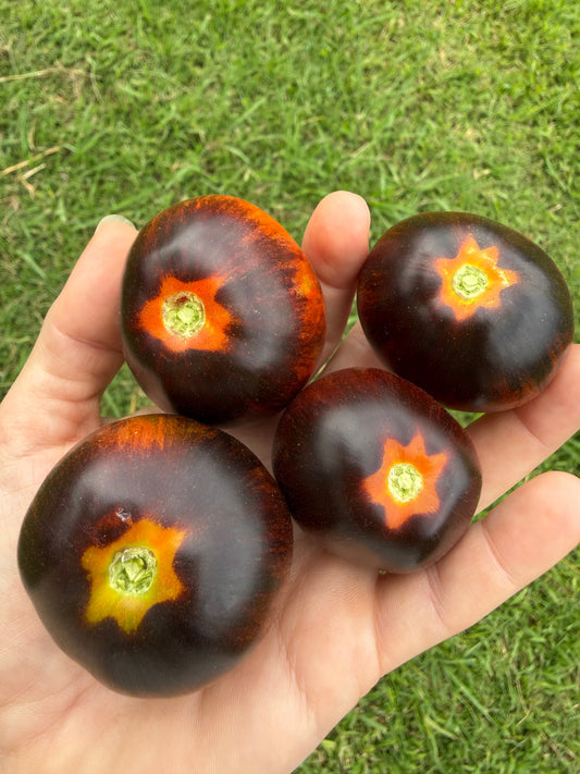 Tomato – Dark Galaxy – Eden Seeds — Eden Seeds supplier photograph