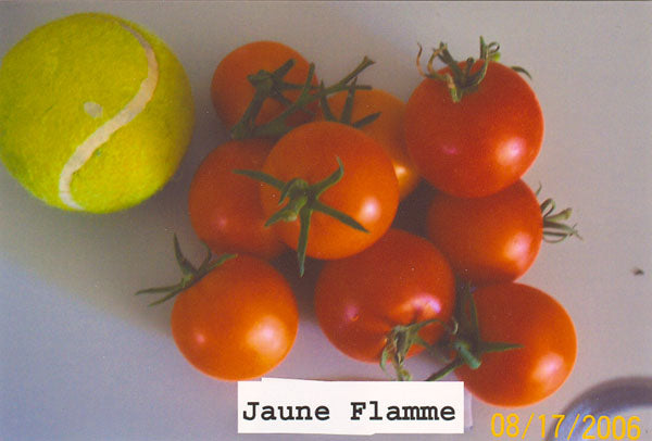 Tomato – Jaune Flamme – Eden Seeds — Eden Seeds supplier photograph